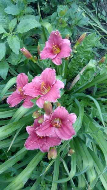  - 2018 Hemerocallisi