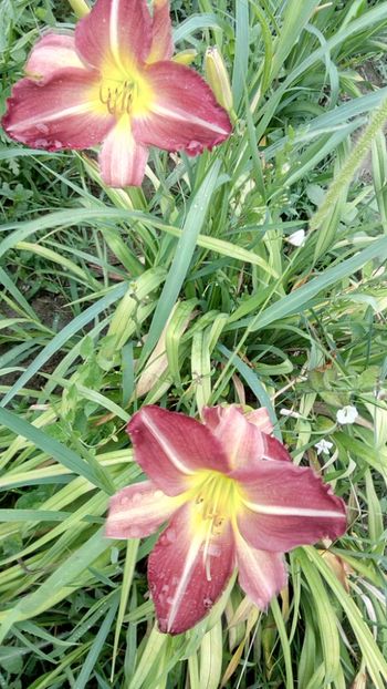  - 2018 Hemerocallisi