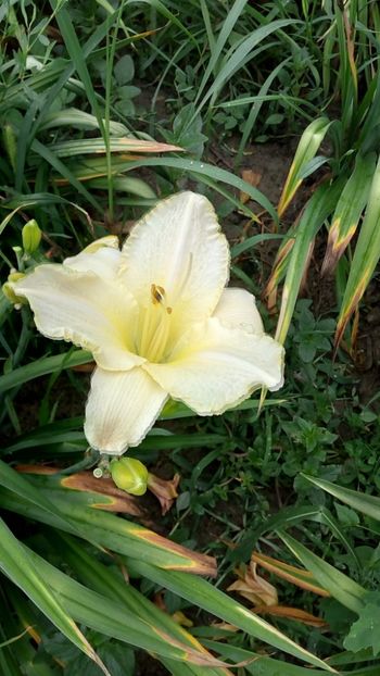  - 2018 Hemerocallisi