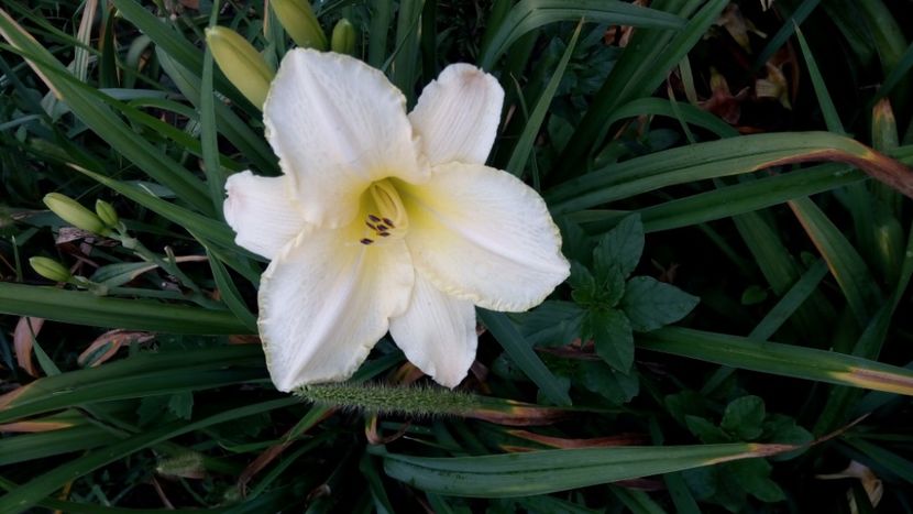  - 2018 Hemerocallisi