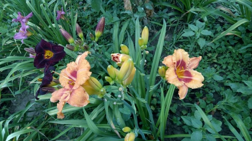  - 2018 Hemerocallisi