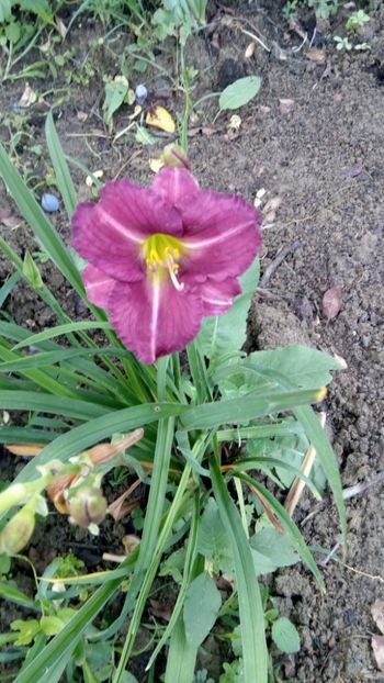 - 2018 Hemerocallisi