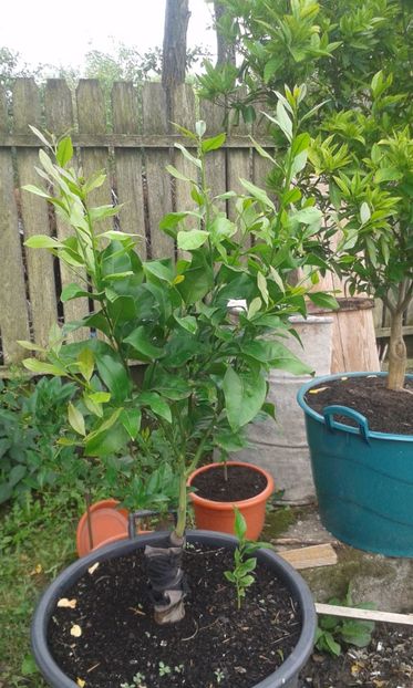 Citrus limon eureca - Plantele mele 2018