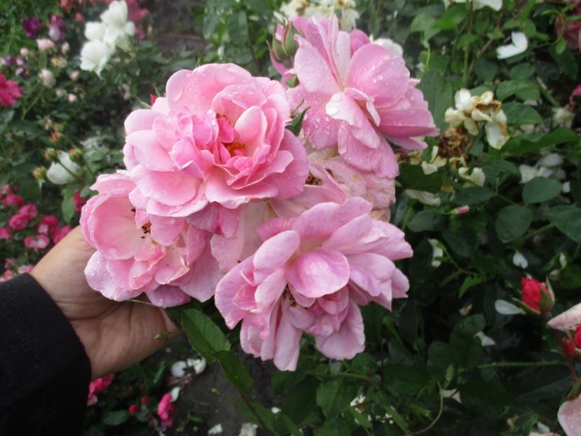 Marchenland - Trandafiri de vanzare toamna 2018