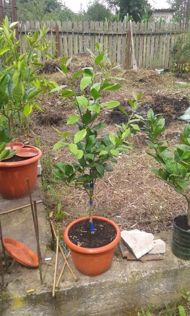 Citrus limon Lisabona - Plantele mele 2018