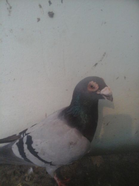  - Voaiajori stil vechi