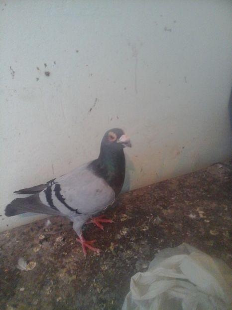  - Voaiajori stil vechi