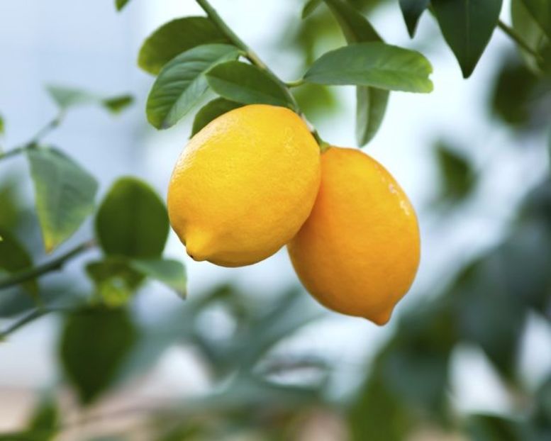 Citrus limon Lisabona - Plantele mele 2018