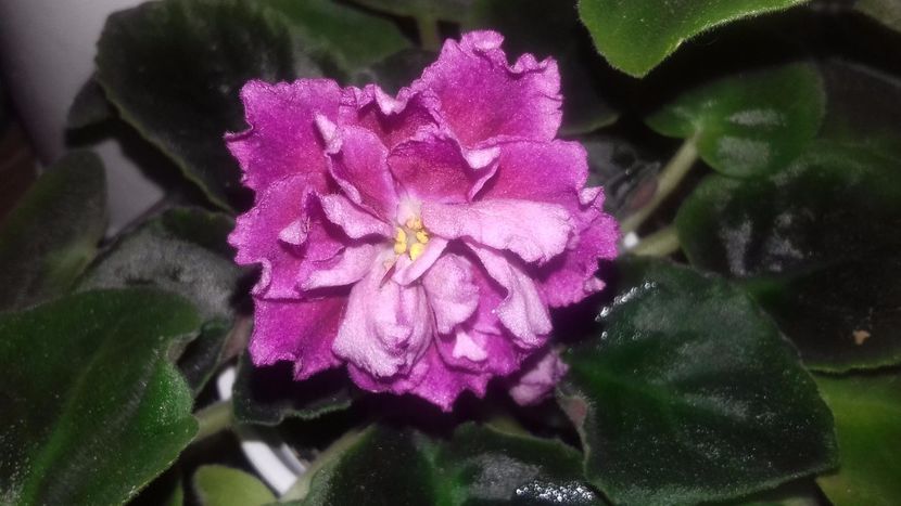  - ZZ Moroshnaia vishnia