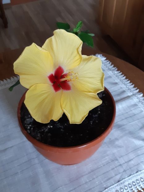  - Hibiscus Adonicus Yellow