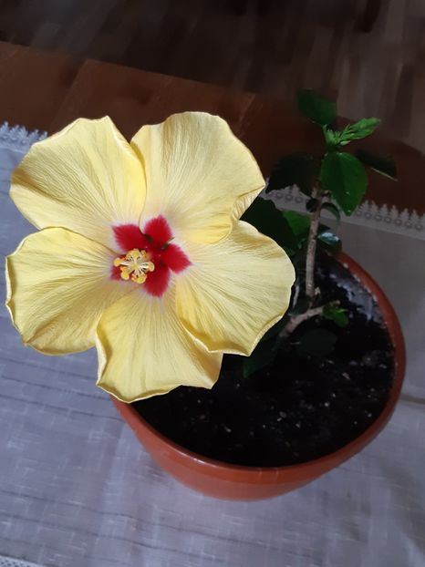  - Hibiscus Adonicus Yellow