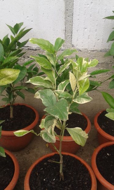 Citrus limon pestriț - Plantele mele 2018