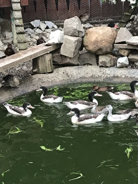 96AB226B-186C-4D62-A17B-A2893ECA8B87 - Califar Alb