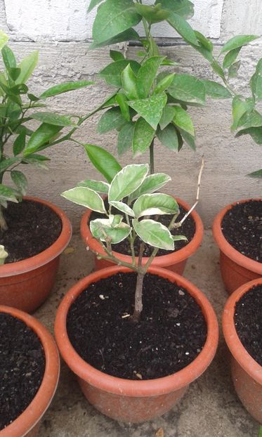 Citrus limon pestriț dulce cu pulpa roz - Plantele mele 2018