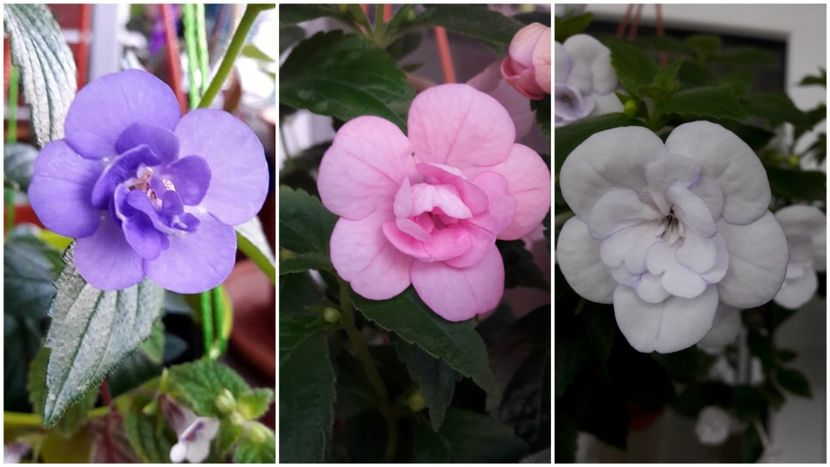 Visul meu frumos - 09 Achimenes 2018