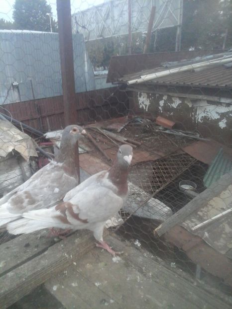  - Voaiajori stil vechi