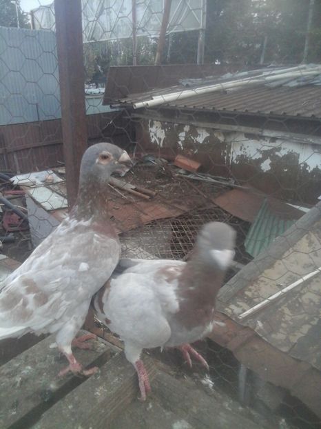  - Voaiajori stil vechi