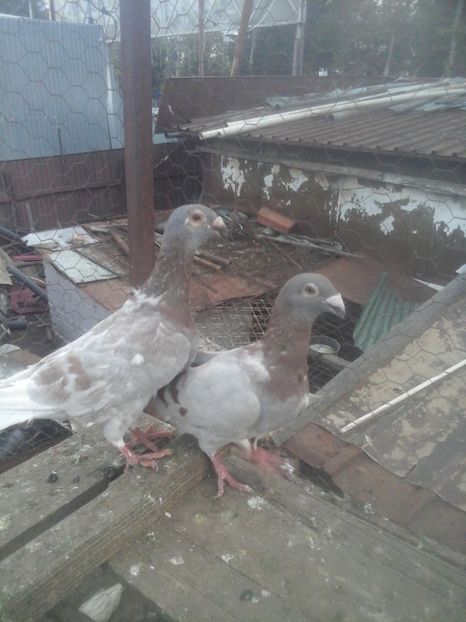  - Voaiajori stil vechi