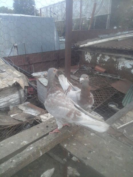  - Voaiajori stil vechi