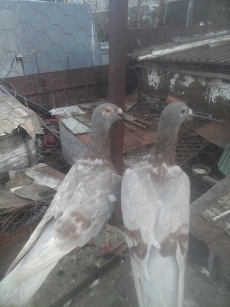  - Voaiajori stil vechi