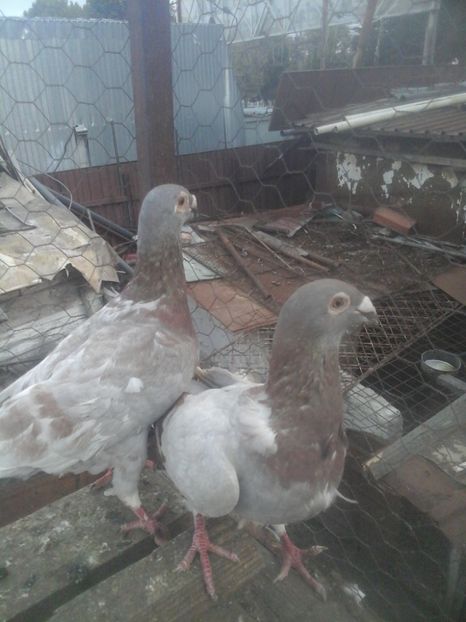  - Voaiajori stil vechi