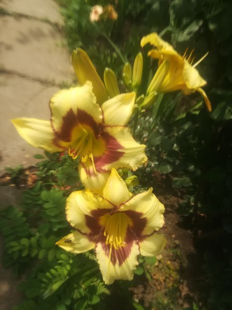  - hemerocallis