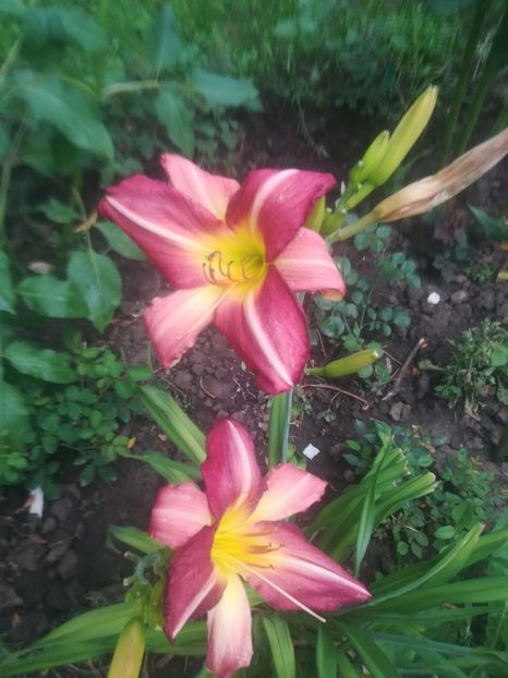  - hemerocallis