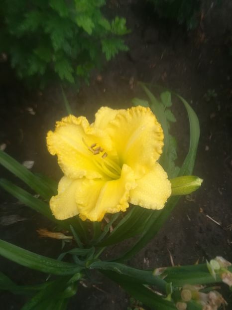  - hemerocallis