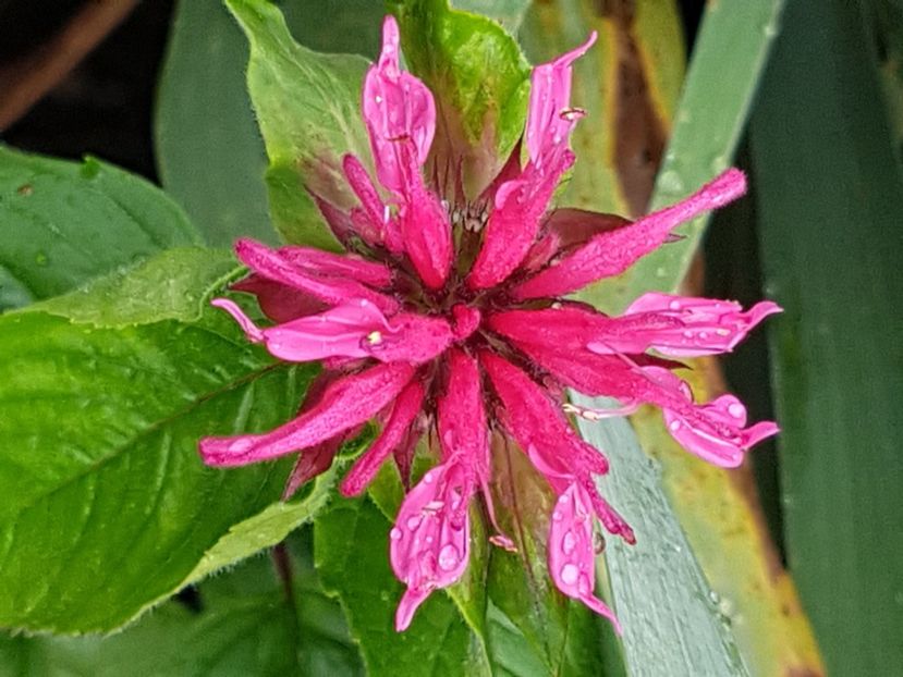 Monarda-menta indiana - Iulie 2018