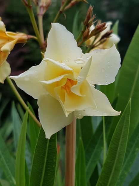 Floare bine definita in forma de steluta - Leandri 2018