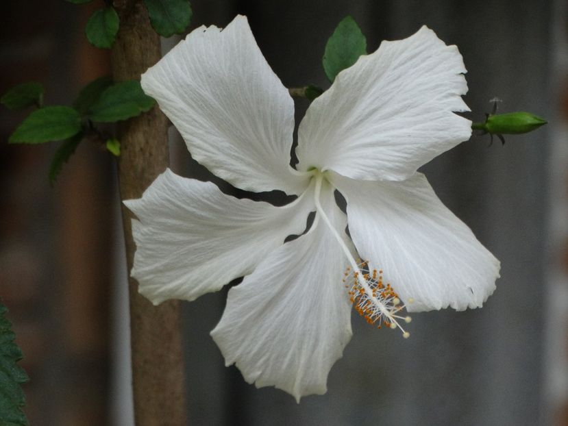  - Plante in ghiveci 2018