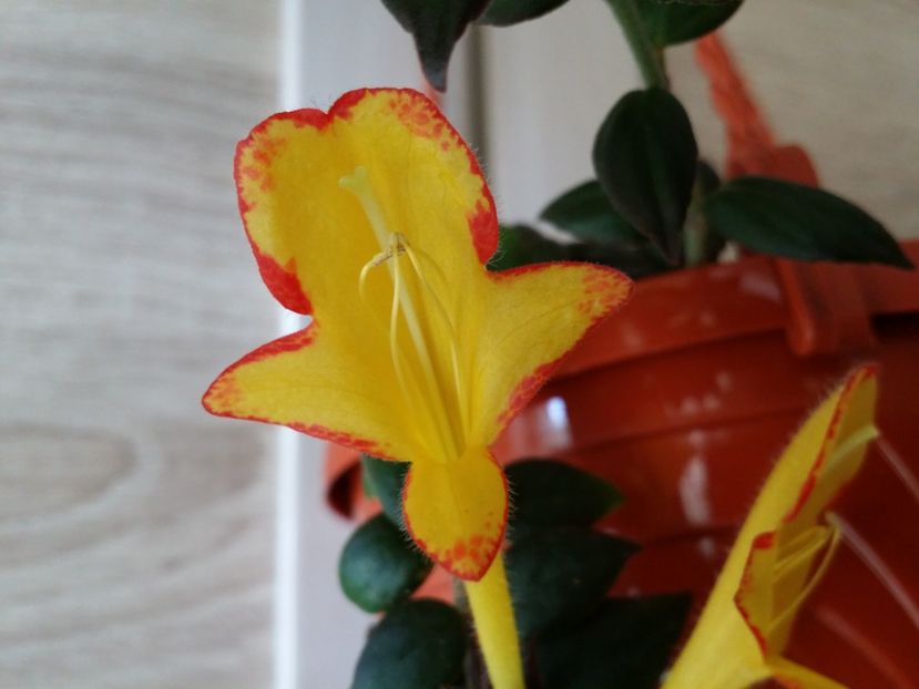 - Plante in ghiveci 2018
