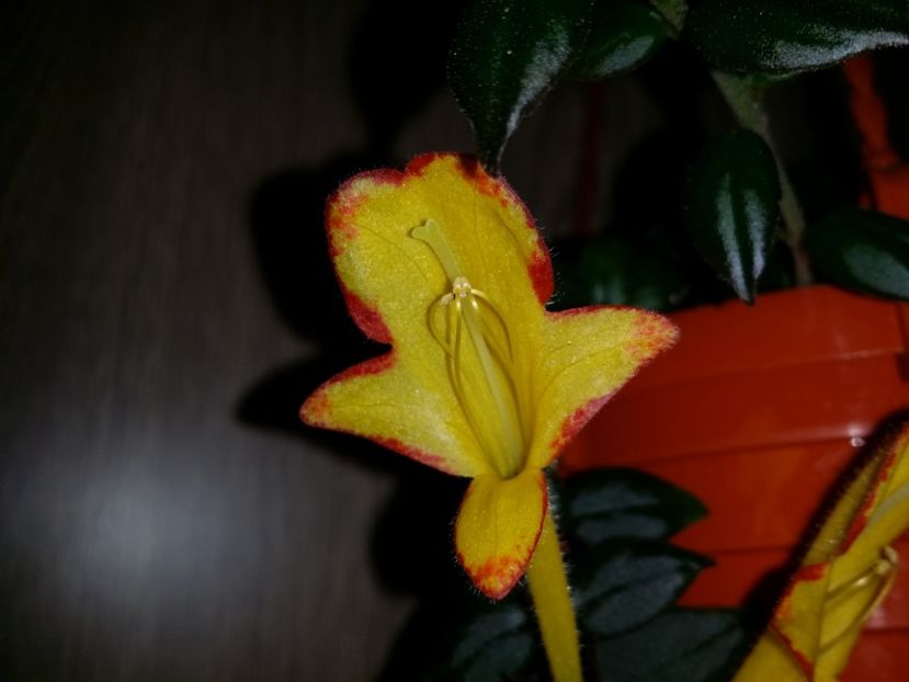  - Plante in ghiveci 2018