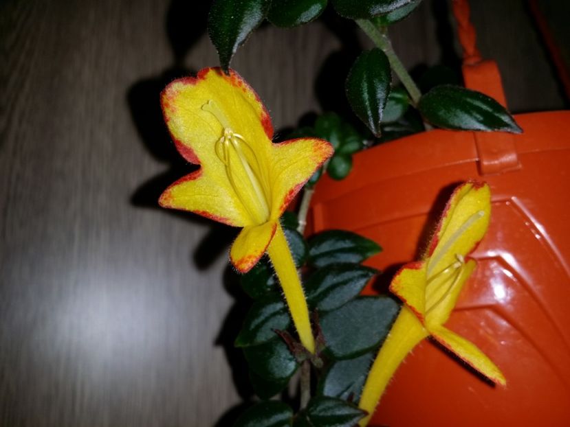  - Plante in ghiveci 2018