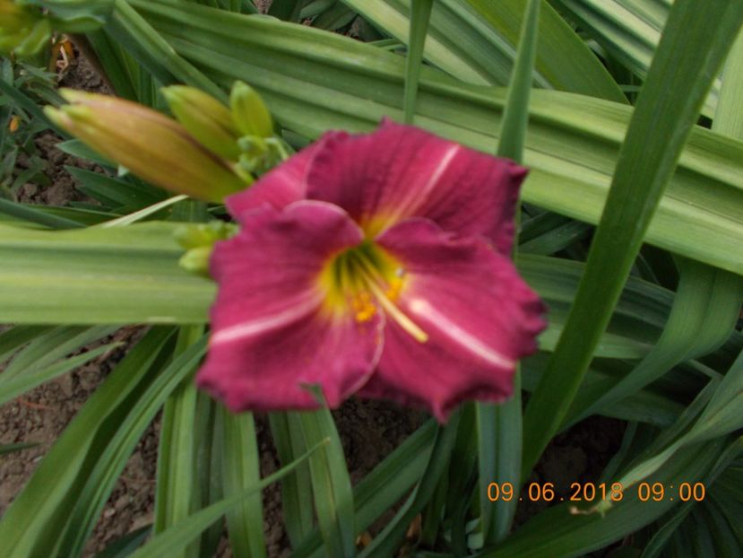 chicago roial robe-5,7 - HEMEROCALLISI DISPONIBILI-2019