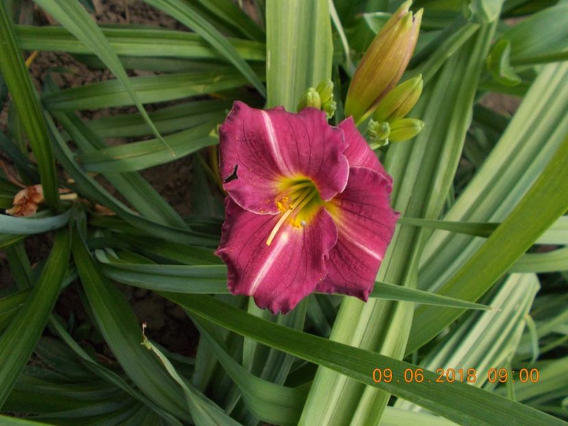 pret-12 - HEMEROCALLISI DISPONIBILI-2019