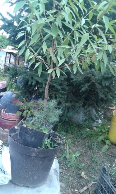 IMG-20180709-WA0007 - w Produse livrate