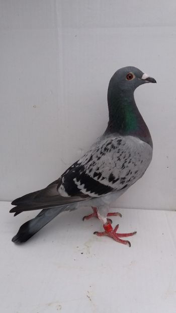 F 2017 vanduta - De! voiajori vanduti