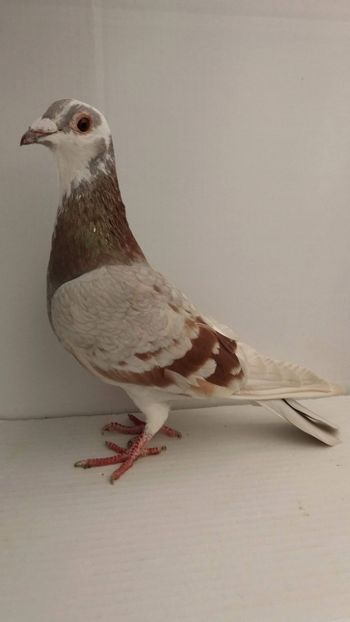 F 2017 vanduta - De! voiajori vanduti