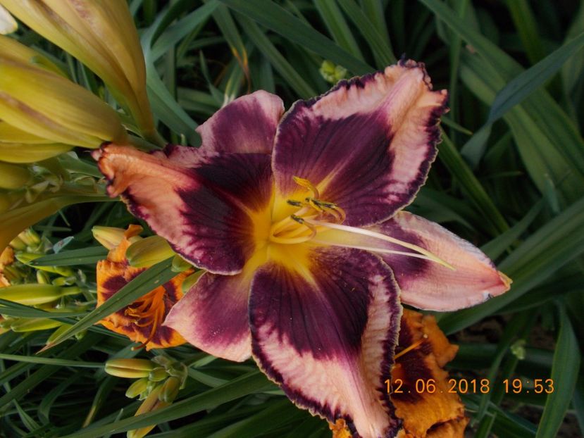exotic treasure-6,12- - HEMEROCALLISI DISPONIBILI-2019
