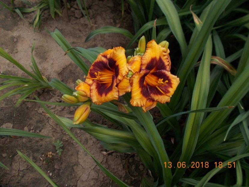 pret-12 - HEMEROCALLISI DISPONIBILI-2019