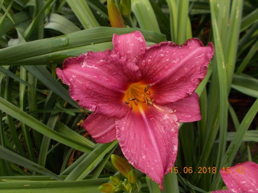 pret-12 - HEMEROCALLISI DISPONIBILI-2019