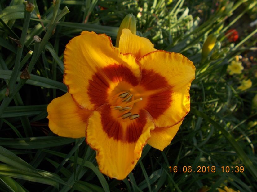 pret-15 - HEMEROCALLISI DISPONIBILI-2019