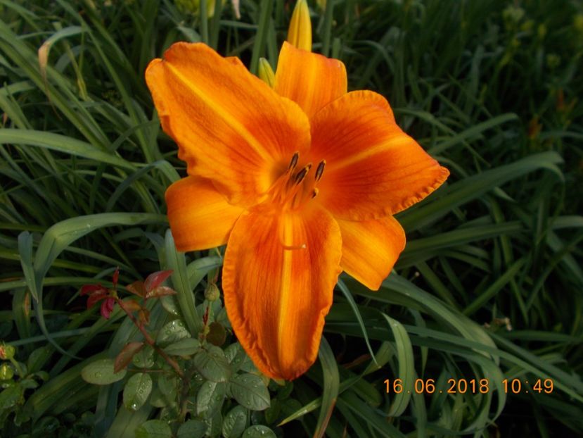 pret-8 - HEMEROCALLISI DISPONIBILI-2019