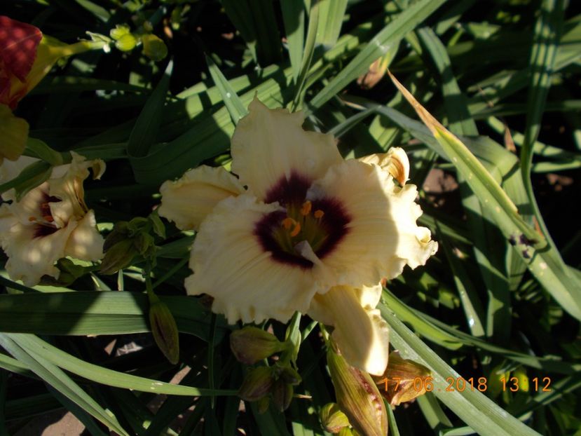 pret-12 - HEMEROCALLISI DISPONIBILI-2019