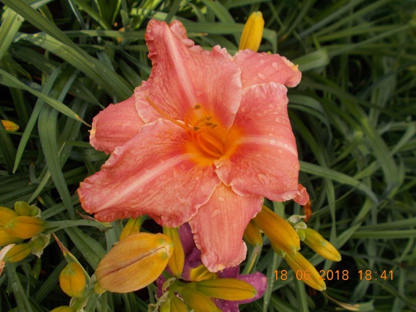 pret-12 - HEMEROCALLISI DISPONIBILI-2019
