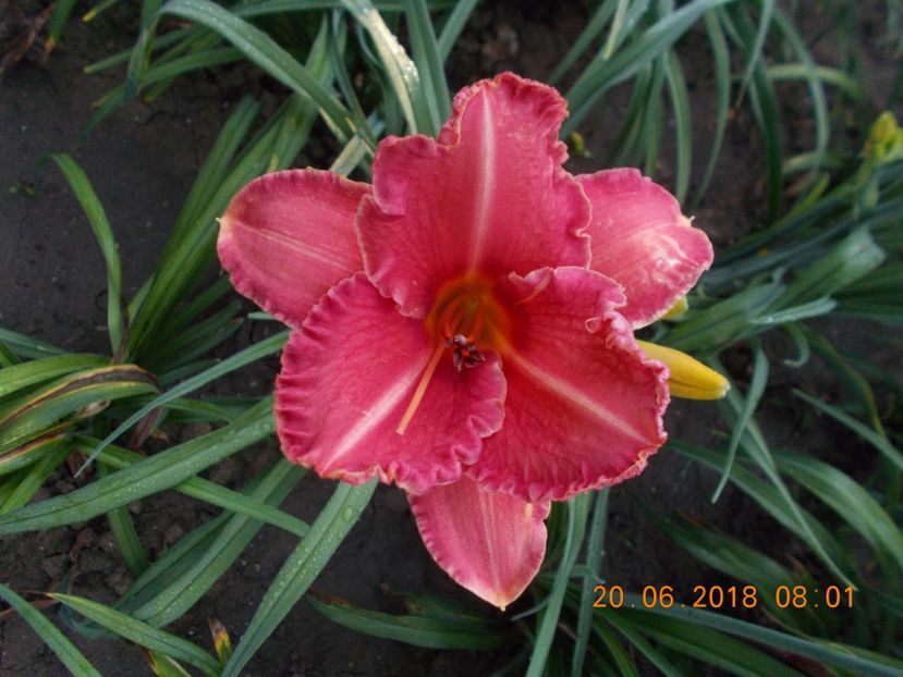 pretty france-3s - HEMEROCALLISI DISPONIBILI-2019