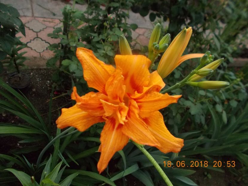 pret-10 - HEMEROCALLISI DISPONIBILI-2019