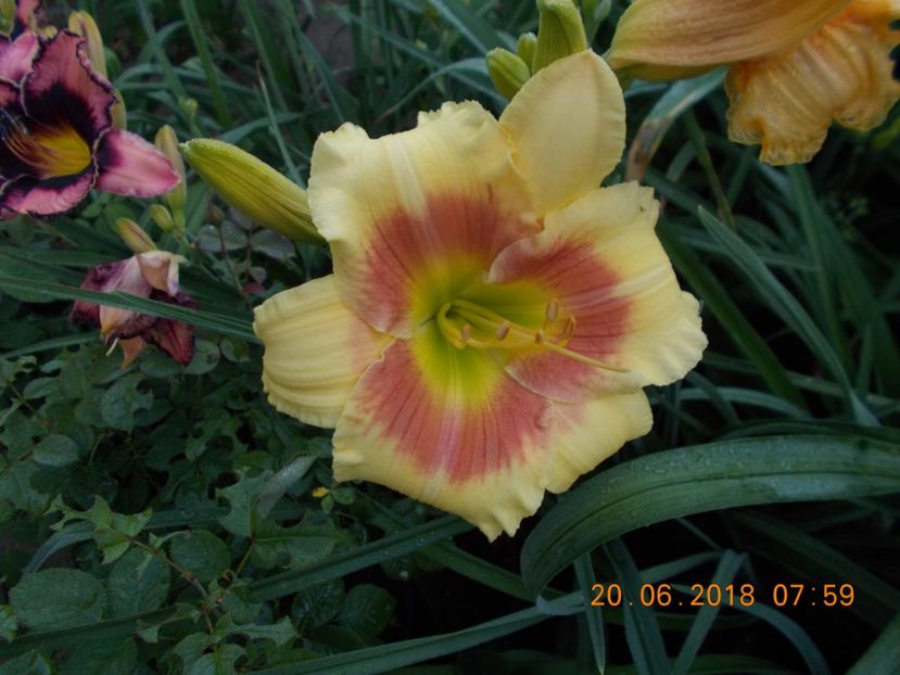 spits beaute-5,11 - HEMEROCALLISI DISPONIBILI-2019