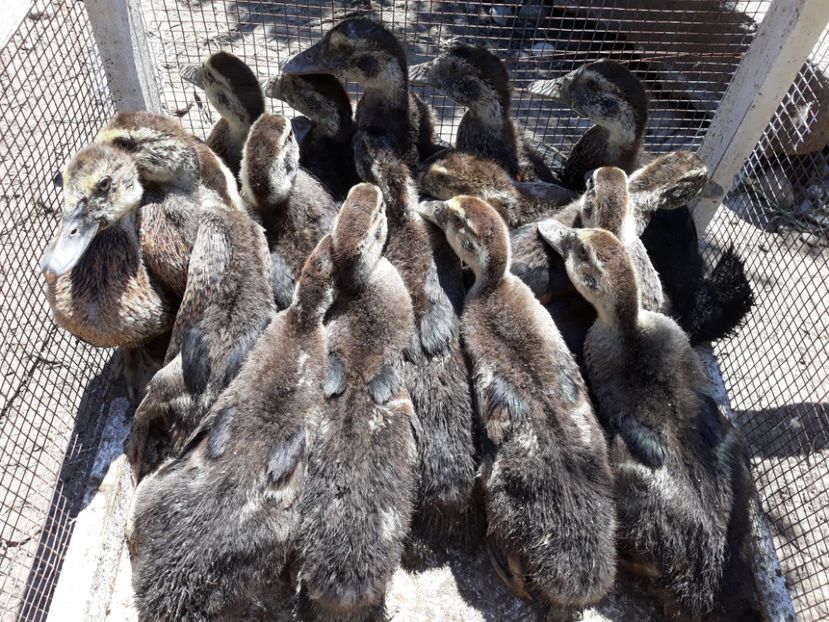 5 saptamani - Boboci 2018